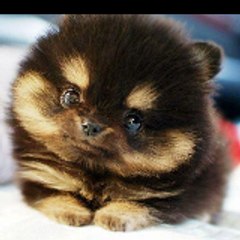 Funny and cuty