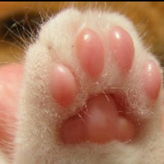 Purrfect Paws