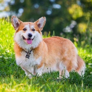 Meow & Woof Universe