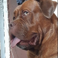 luna mastiff chitrakar