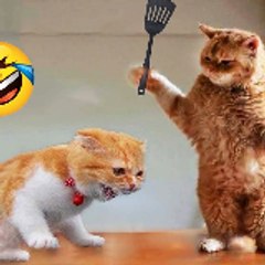 Fluffy Funnies