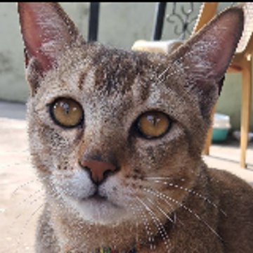 Petflix & Play
