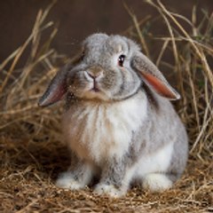 lapin_mignon