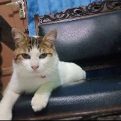 GADIS DESA
