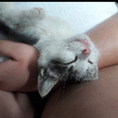 duacats