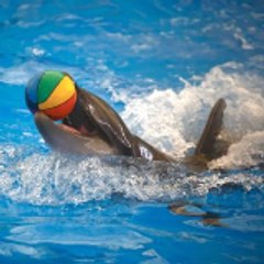 dolphinshowphuket