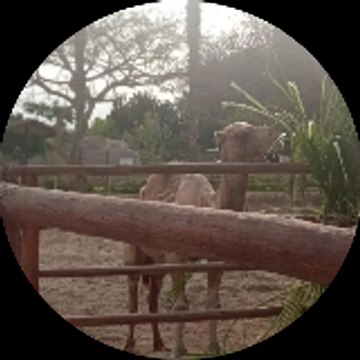 Brando angelo Achic Huaman Huanca