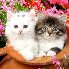 Two Cats On Sofa