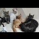 MeowMories