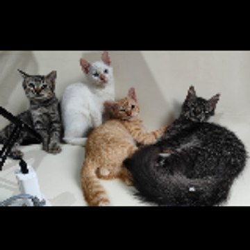 MeowMories