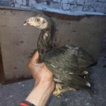 Gulzaib 143