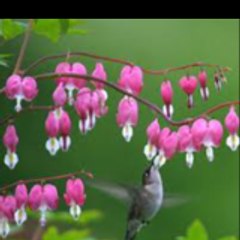 Hasbi
