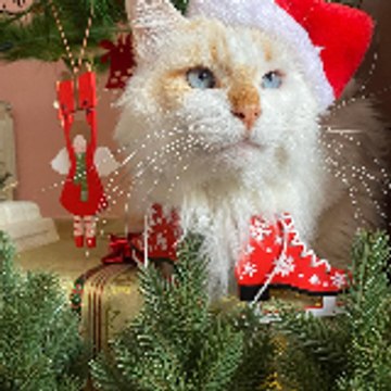 fanny cat