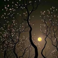Night WD 🌙