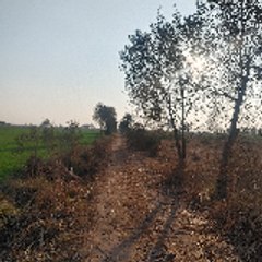 Taimur.808