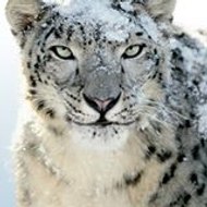 Pascal Prodvideo-art