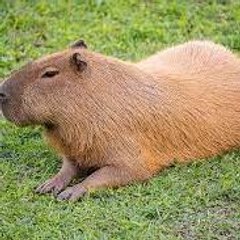 arthurtheme264