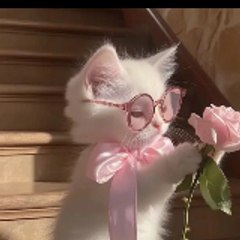 Stories for cats