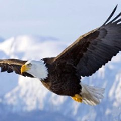 Eagle Group j