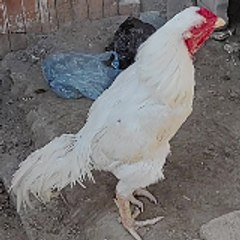 aseel ryk