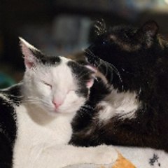 Strawberry_Milkshake