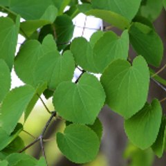 katsura