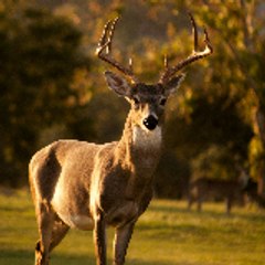 Animal birds & all others videos entertainment