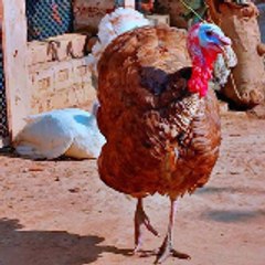 Animalsparrot& Entertainment