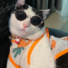 The Cat's Empire