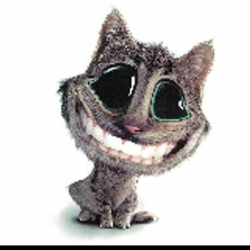 Fynny cat