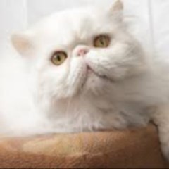 White Cat
