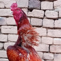 Birdslover