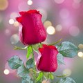 Saith Sohail