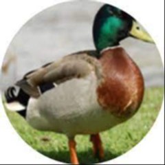 Ducky Bhai