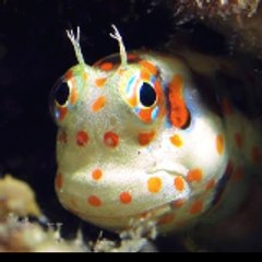 ReefDailymotion