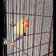 Faiza sheraizi Nosheen