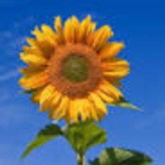 Future Updates