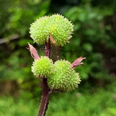 Pangga