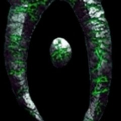 deadalus74