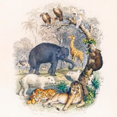Wildlifeshorts