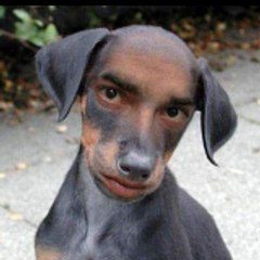 Chuckle Critters