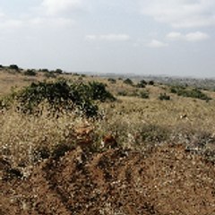 entertaainment