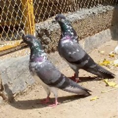 Sargodha pigeon