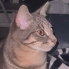 mawa