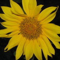 carodek