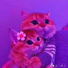 Mishu