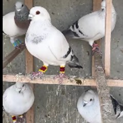 malikshakirshakir54