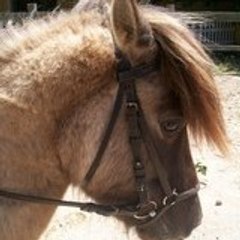 horsepassion