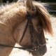 horsepassion