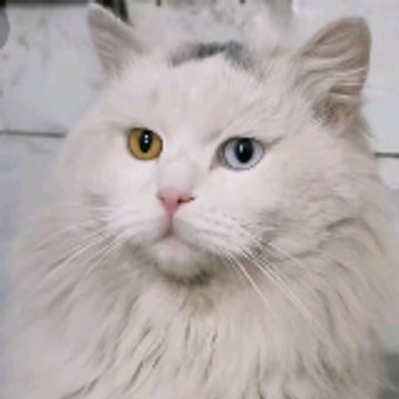 Kitty Corner